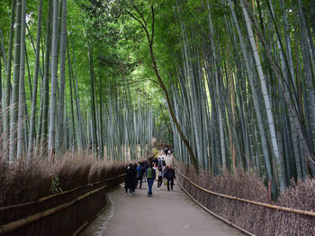 People walking on footpath in forest