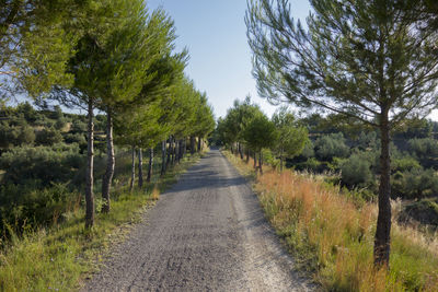 Road amidst trees against clear sky