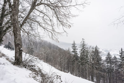 Bare trees on snow covered land against sky