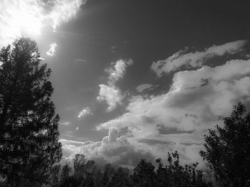 Low angle view of trees against sky