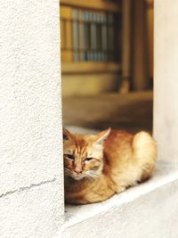 Close-up portrait of a cat