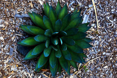 High angle view of succulent plant