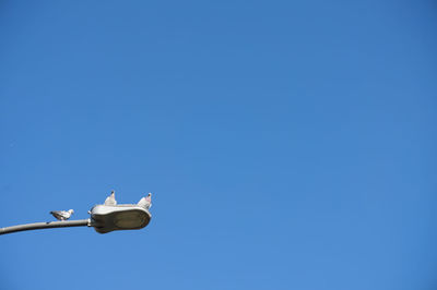 Low angle view of seagulls flying against clear blue sky