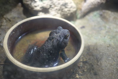 High angle view of black cat in bowl