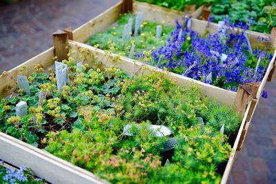 High angle view of potted plant in box