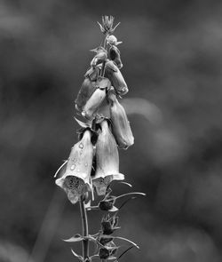 Close-up of wilted flower