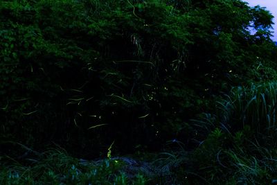 Full frame shot of trees in forest