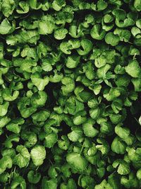 Full frame shot of fresh green leaves