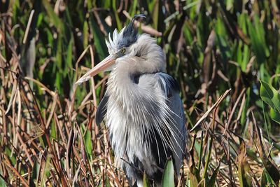 View of a bird on field