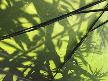 Low angle view of tree shadow on plant