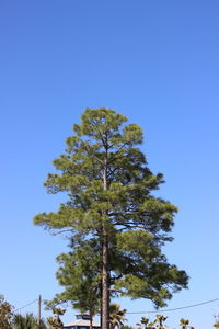 Low angle view of tree against clear blue sky