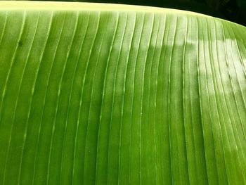 Full frame shot of palm leaf