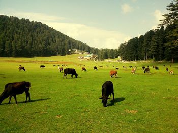 Cows grazing on field against sky