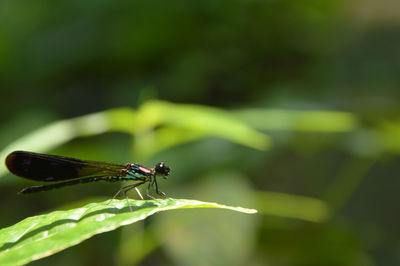 Close-up of insect on leaf