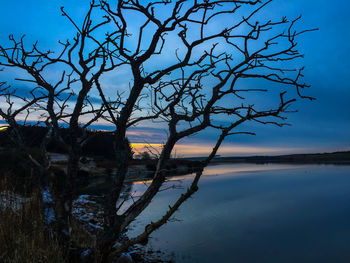 Bare trees in calm lake