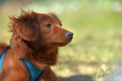 Close-up of dog looking away