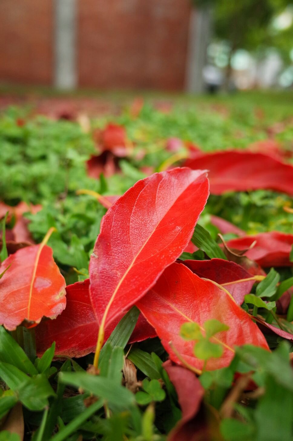 Spring leaves