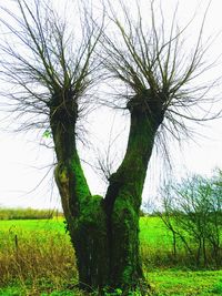 Bare trees on grassy field