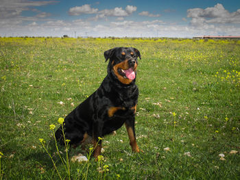 Rottweiler dog on grassy field