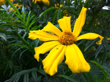 Close-up of yellow flowering plant