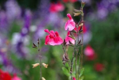Close-up of pink flowering plant