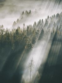 Sunlight falling in forest