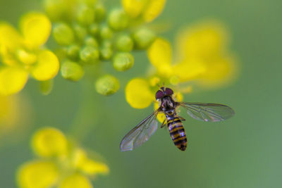 Close-up of insect on yellow flower