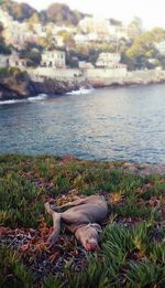 Plants growing in water