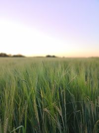 Crops growing on field against clear sky