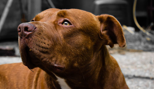 Close-up of dog looking away