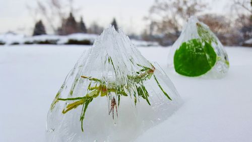 Close-up of frozen plant against sky