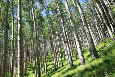 View of aspen trees in forest