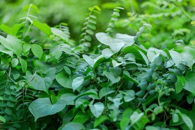 Photos of green bushes on leaky walls and sunlight