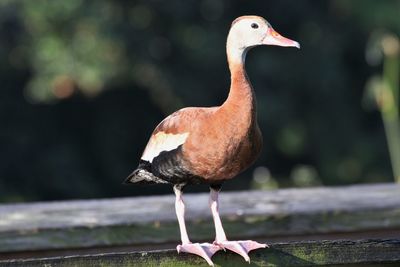 Close-up of bird perching on wood