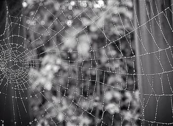 Close-up of wet spider web