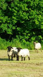 Sheep grazing on grassy field