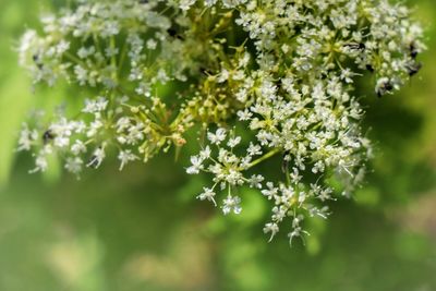 Close-up of flowers against blurred background