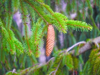 Close-up of pine tree