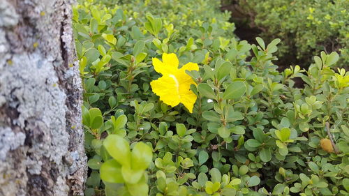 Close-up of yellow flowers