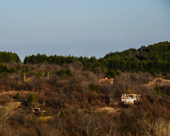 Trees on landscape against sky
