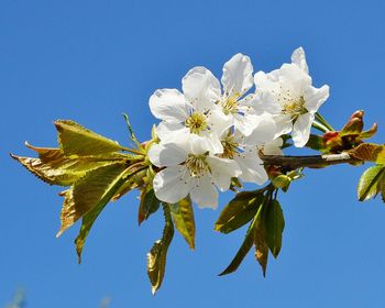 Low angle view of flowers blooming on tree against blue sky