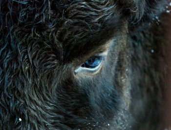 Close-up of a buffalo