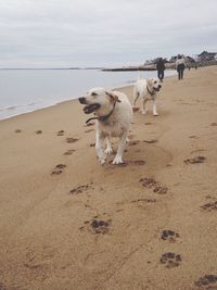 Dog on shore at beach