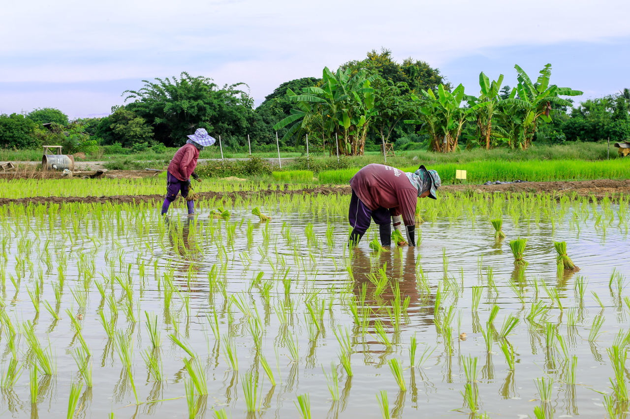 FULL LENGTH OF MAN WORKING AT FARM