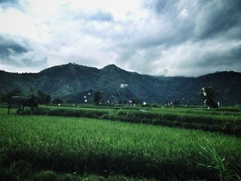 Scenic view of grassy field against cloudy sky