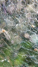 Close-up of spider web