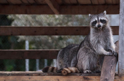 Playing raccoon praccoonpair on a porch in southern florida