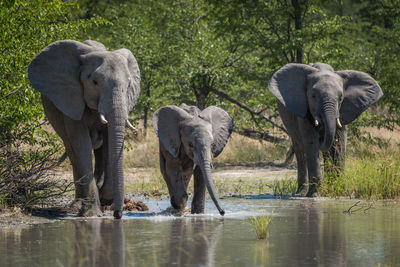 Elephants walking in lake on sunny day