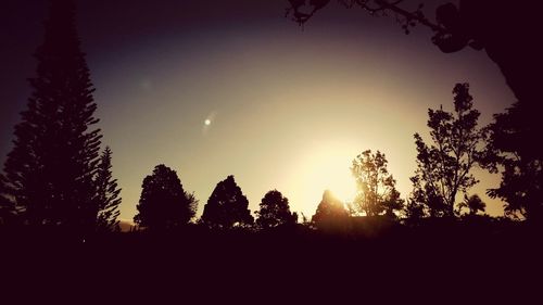 Silhouette of trees at sunset