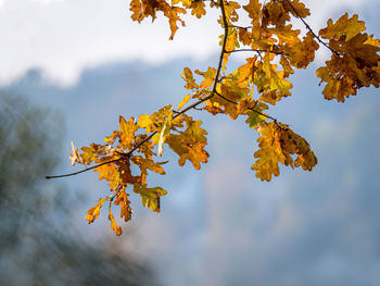 Low angle view of autumnal tree against sky